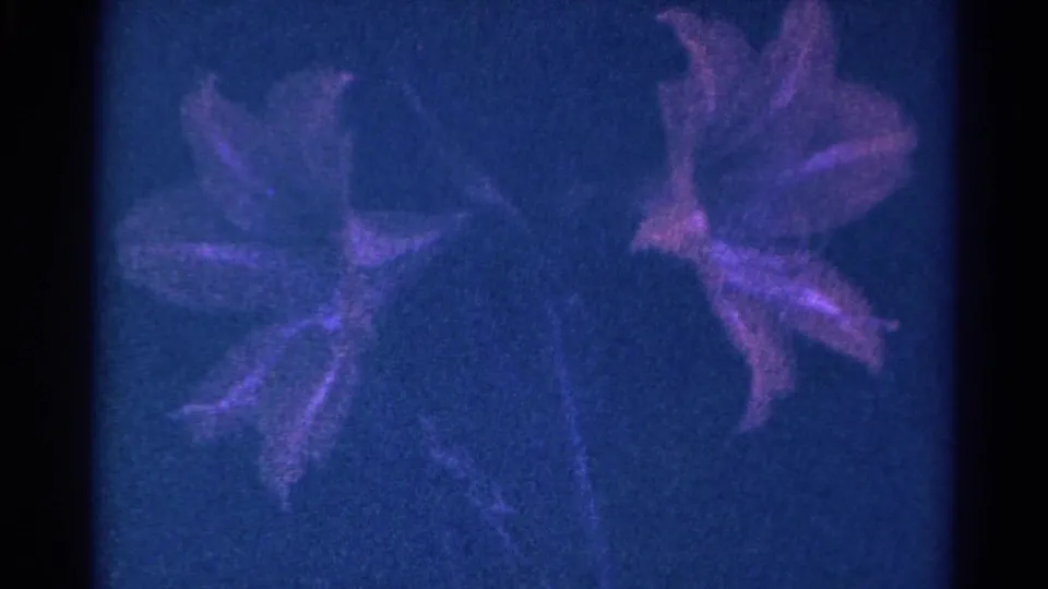 1966 Danville, Illinois 8mm frame showing blossoms and buds in a grainy blue-purple home-movie close-up.