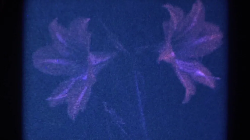 1966 Danville, Illinois 8mm frame showing flower buds and petals in soft focus near the end of the shot.