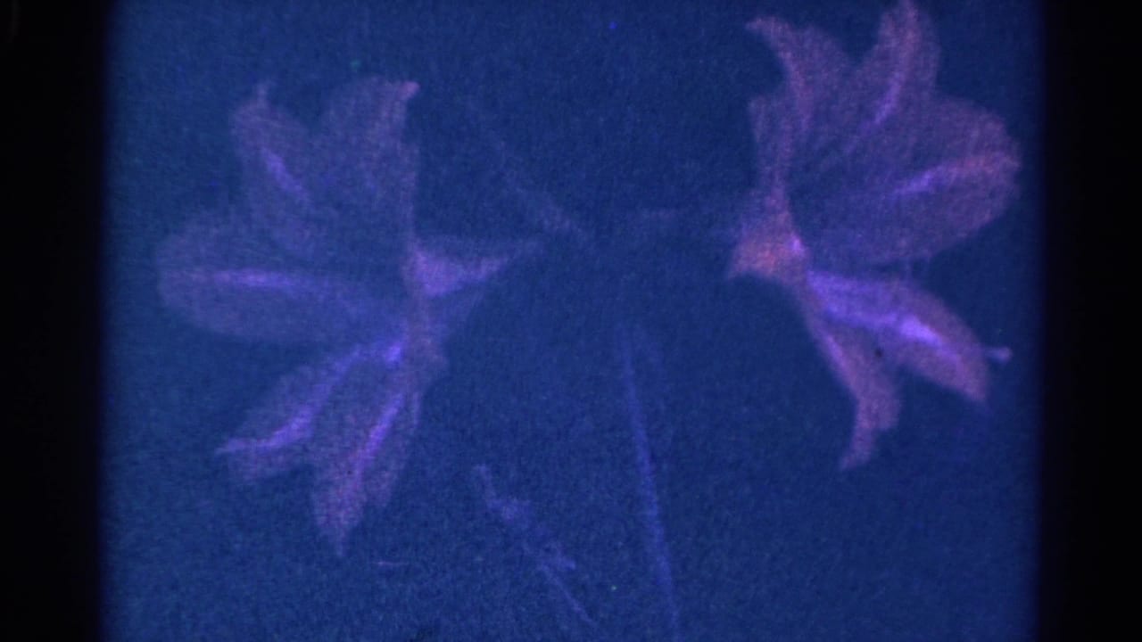 Two purple flowers against a dark blue background with heavy film grain.