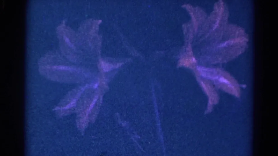 Blue-tinted 1966 8mm frame from Danville, Illinois showing two soft purple flowers against a dark background.