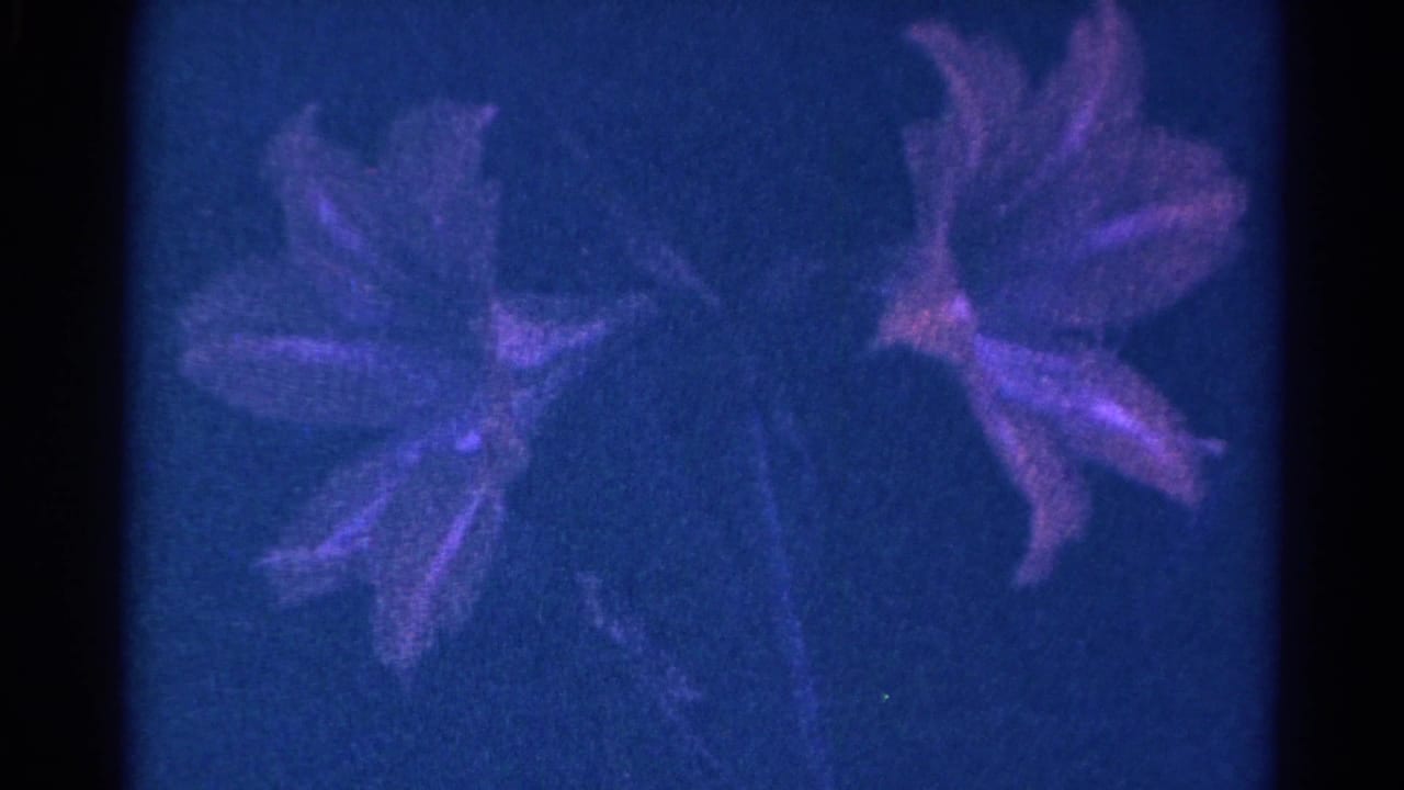 Blue-tinted home-movie frame showing two purple flowers, softened by grain and low exposure.