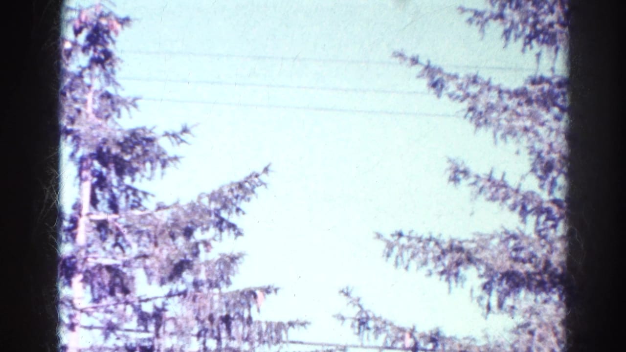 1966 8mm frame from Danville, Illinois showing evergreen branches, overhead wires, pale sky, and dark gate edges from the film scan.