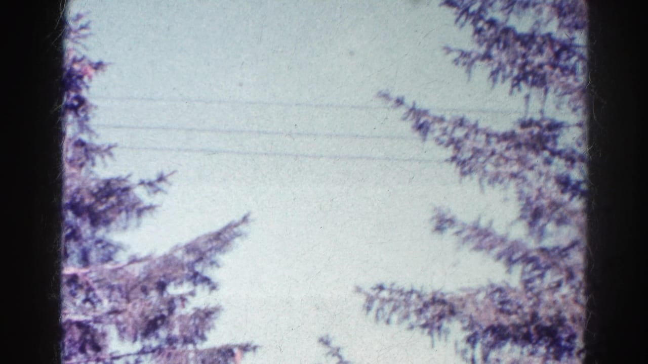 A skyward 8mm view in Danville, Illinois, with a dark vertical trunk or pole between evergreen branches and faint overhead wires.