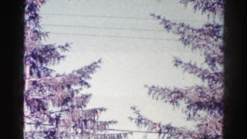 1966 home-movie frame showing evergreen limbs and thin telephone wires crossing a bright sky in Danville, Illinois.