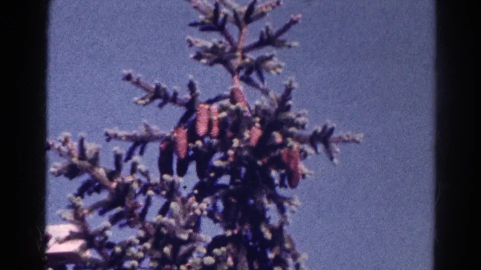 An upward 8mm view of an evergreen treetop against blue sky, consistent with the 1966 Danville, Illinois home-movie clip.