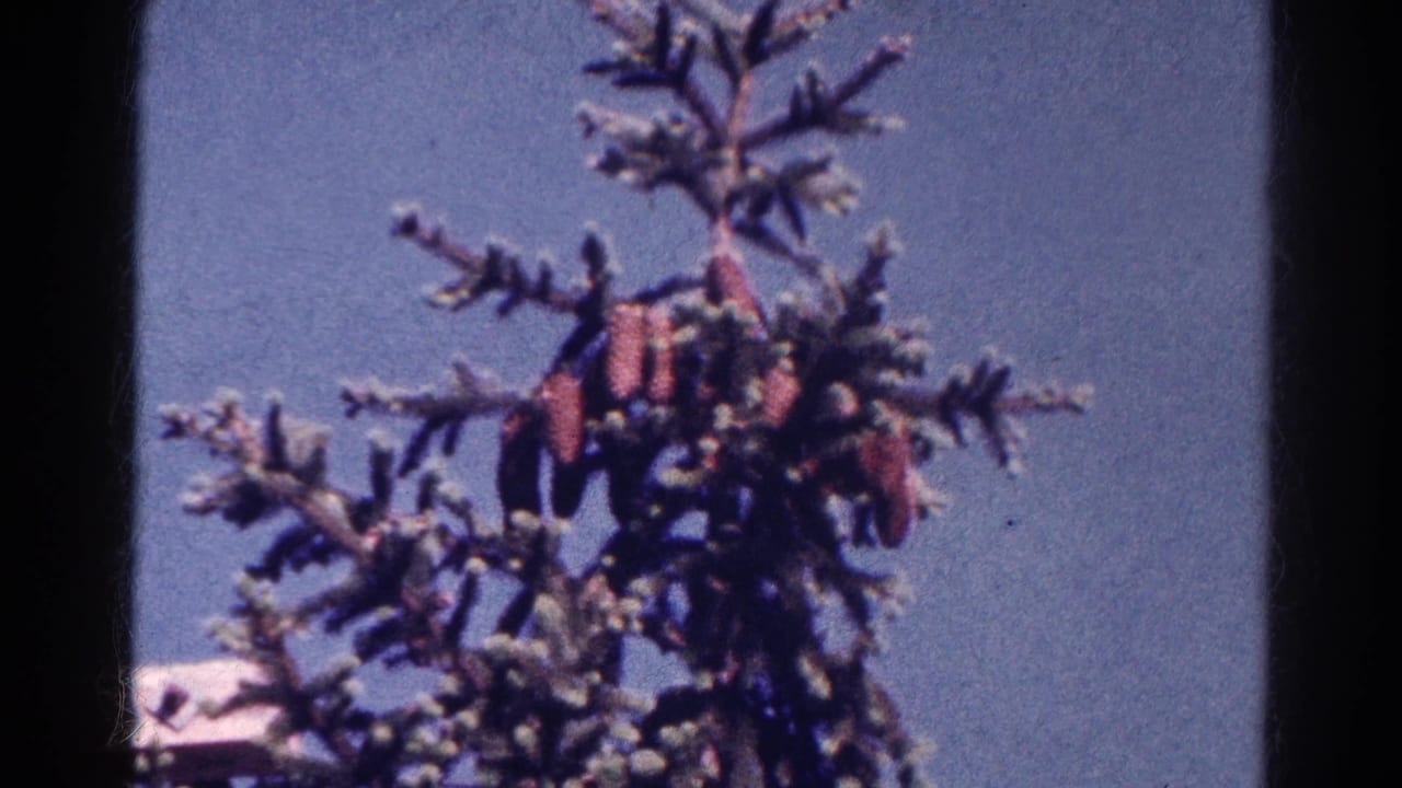 Conifer treetop with reddish clusters against a blue sky.