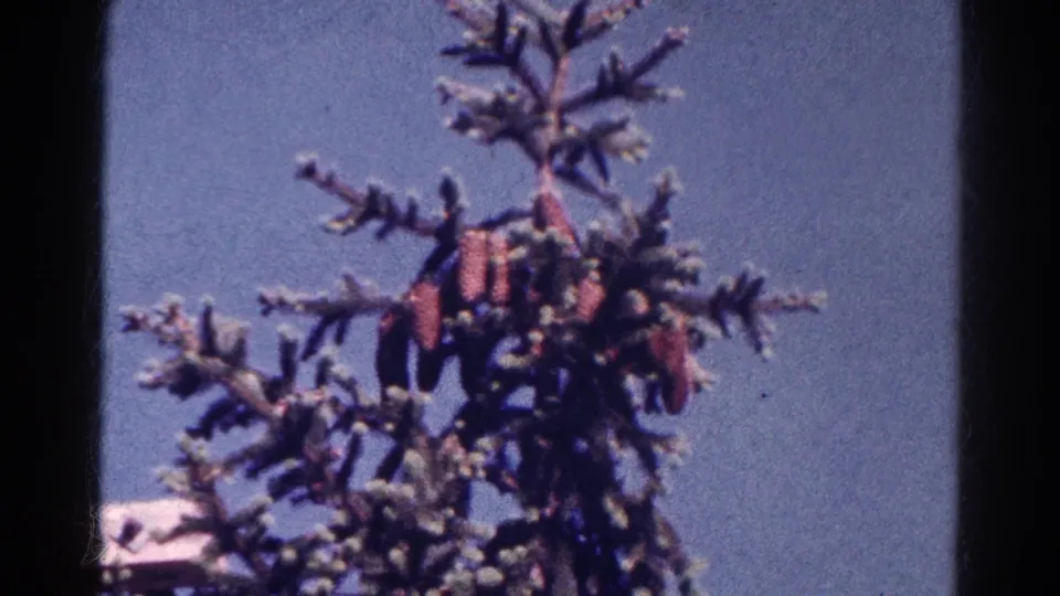 1966 Danville, Illinois 8mm frame showing a conifer treetop with green needles and reddish cones or flower-like clusters against blue sky.