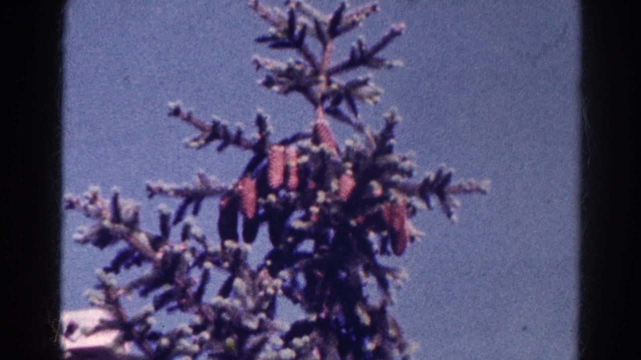 1966 Danville, Illinois home-movie still of upper conifer branches with reddish cones or blossoms and visible 8mm film texture.