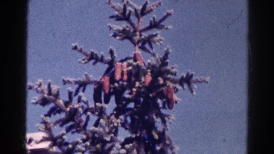 1966 Danville, Illinois home-movie still of upper conifer branches with reddish cones or blossoms and visible 8mm film texture.