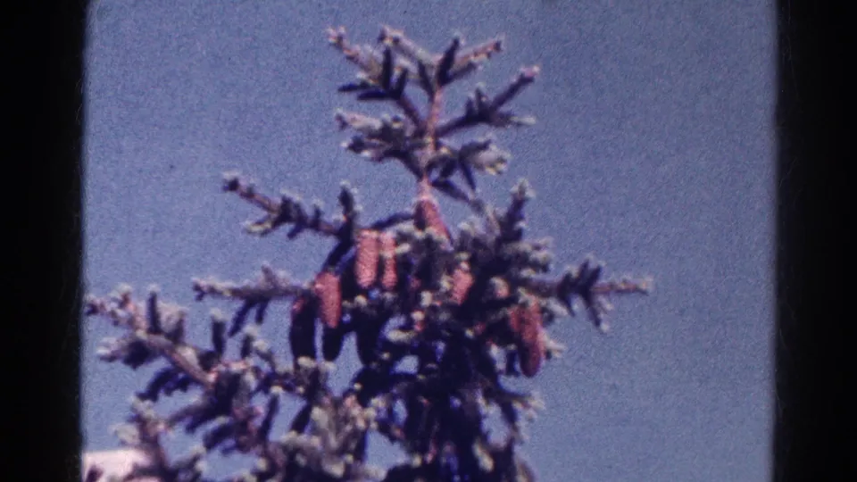 1966 Danville, Illinois 8mm frame looking up at a conifer treetop with reddish clusters and a pale blue sky behind it.