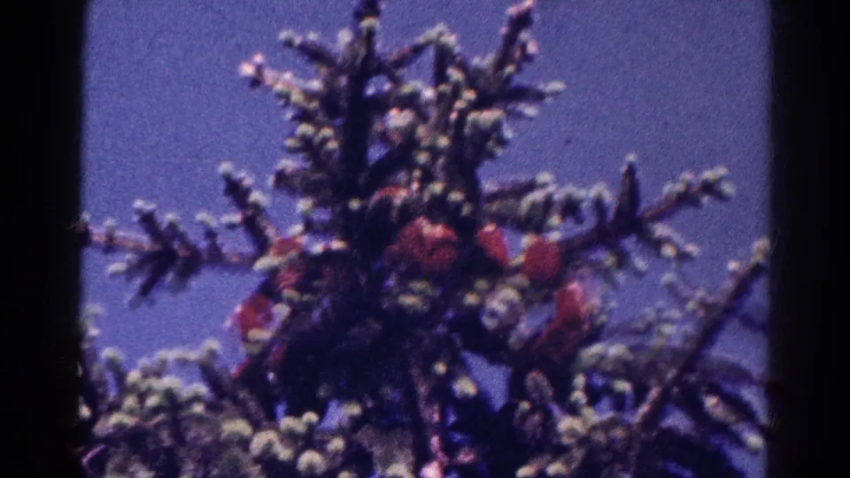 1966 Danville, Illinois 8mm still with a closer, softer view of conifer needles and reddish cones or flower-like clusters against sky.