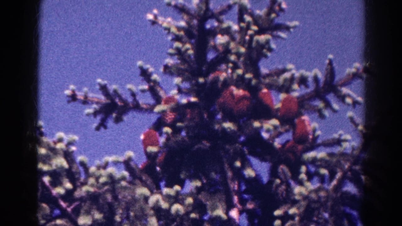 Red cardinals perched in a snow-dusted evergreen against blue sky.