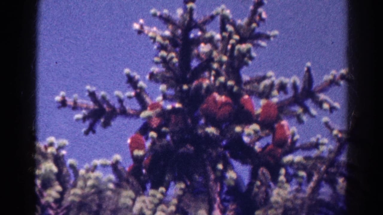 Danville, Illinois home-movie frame of cardinals clustered in a snow-dusted evergreen, with saturated 8mm color.