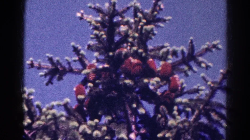 1966 8mm frame from Danville showing red cardinals partly obscured by snowy evergreen needles and soft film focus.