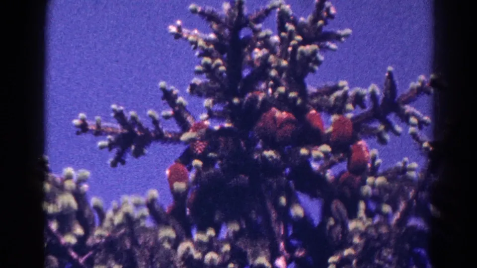 Final 1966 Danville frame showing red cardinals perched in a snow-capped evergreen, framed by 8mm home-movie edges.