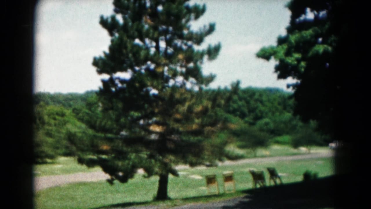 Large pine tree beside a lawn with mailboxes, chairs, and a road edge in the background.