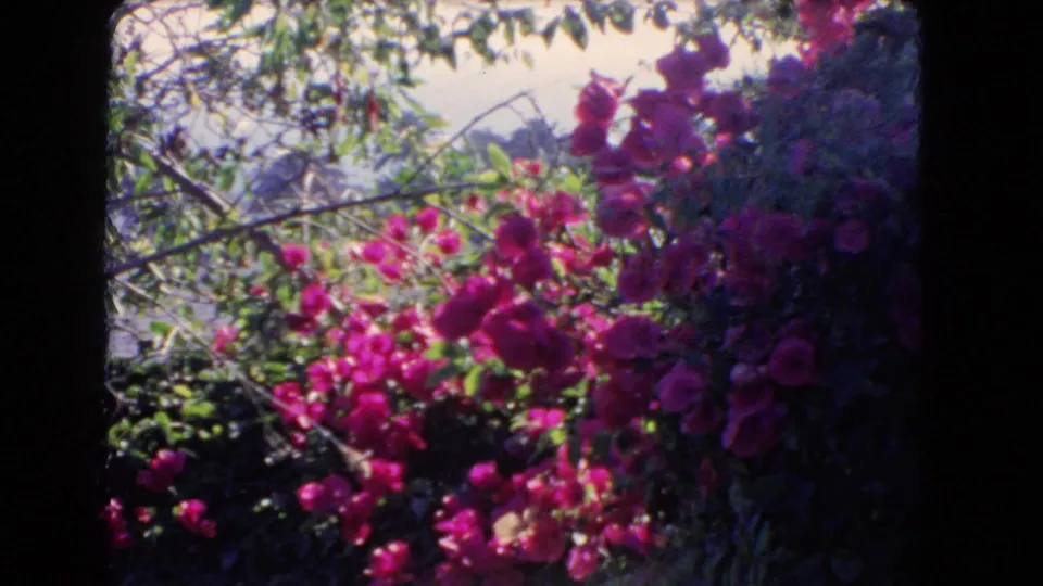 1966 home-movie close view of magenta bougainvillea and garden foliage in bright coastal sunlight.