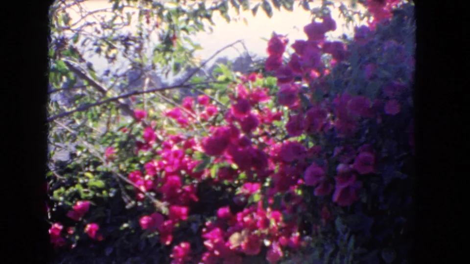 1966 Los Angeles garden frame with vivid bougainvillea blossoms, leafy branches, and overexposed sunlight through foliage.