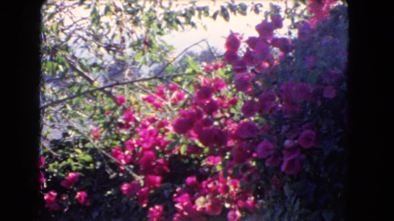 1966 Los Angeles 8mm frame showing bright bougainvillea, green foliage, and tree branches in a residential garden.