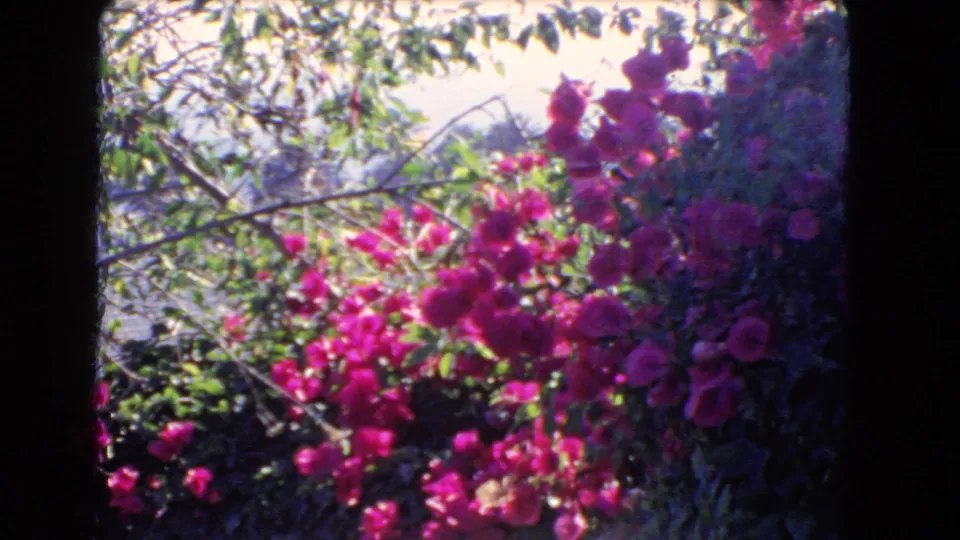 1966 Los Angeles 8mm frame showing bright bougainvillea, green foliage, and tree branches in a residential garden.