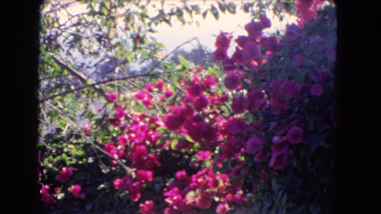 1966 Los Angeles home-movie frame with magenta flowers, leafy branches, and bright garden light through an 8mm film border.
