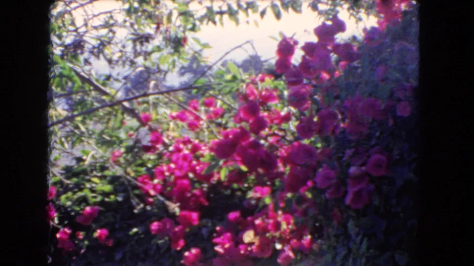 1966 Los Angeles 8mm still showing a close view of bougainvillea blossoms, shaded foliage, and branches in a home garden.