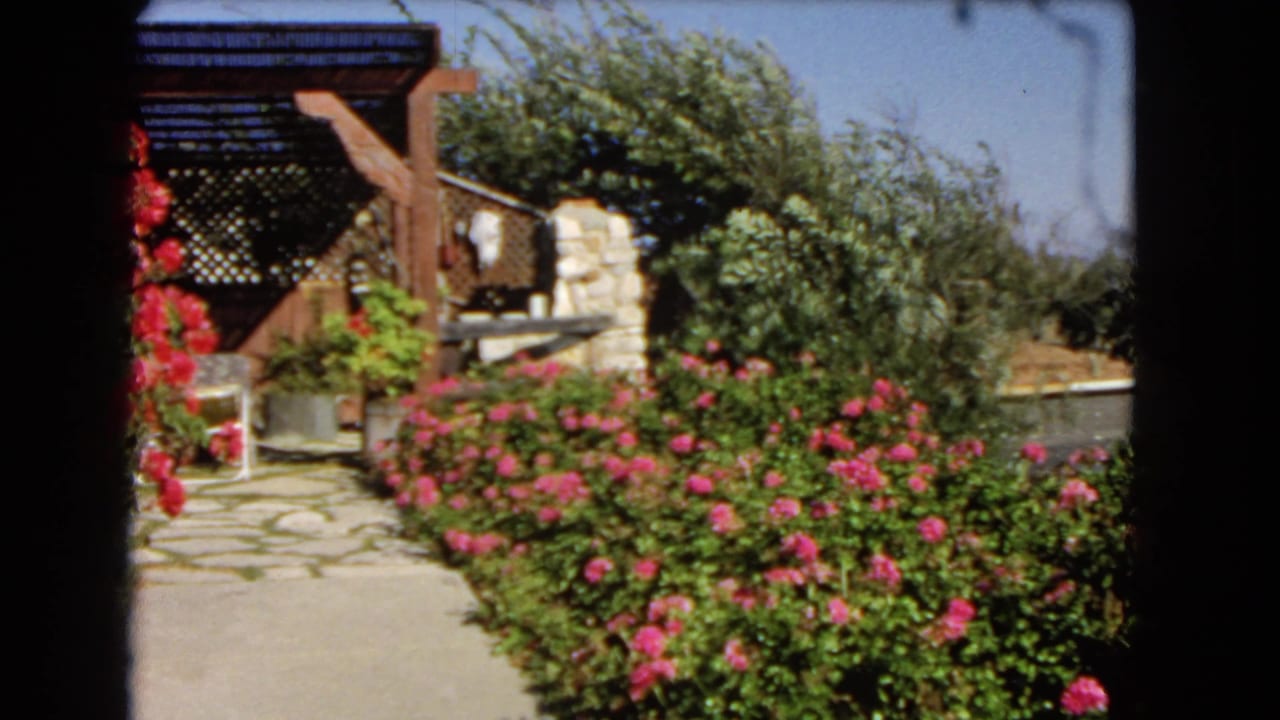 1966 Los Angeles garden patio view with pink blooms, stone paving, pergola beams, and leafy shrubs in bright sun.