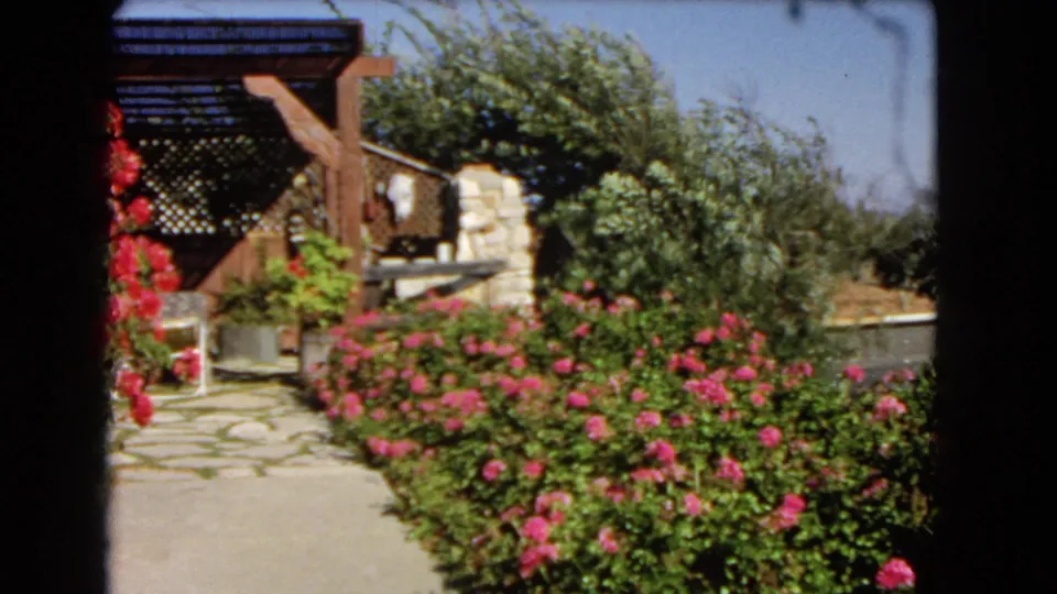 1966 Los Angeles garden patio view with pink blooms, stone paving, pergola beams, and leafy shrubs in bright sun.