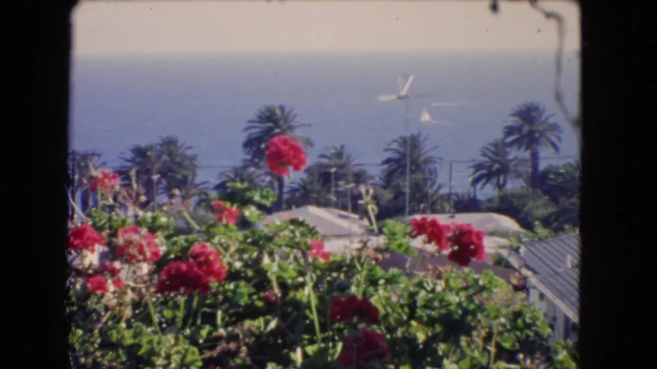1966 Los Angeles coastal garden frame with red flowers in front, palms and rooftops below, and a hazy Pacific horizon beyond.