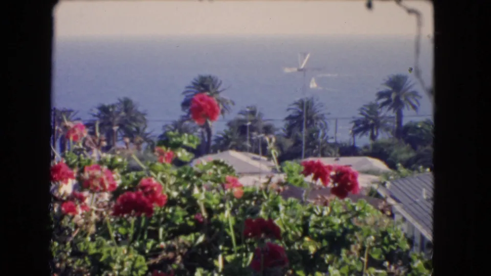 1966 Los Angeles 8mm view of red garden flowers, palms, hillside rooftops, and the Pacific coast beyond.