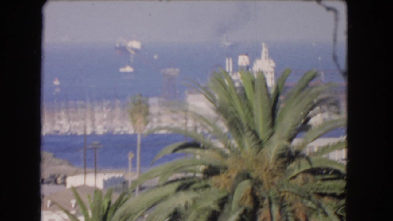 Palm trees overlook a harbor with distant boats and shoreline structures.
