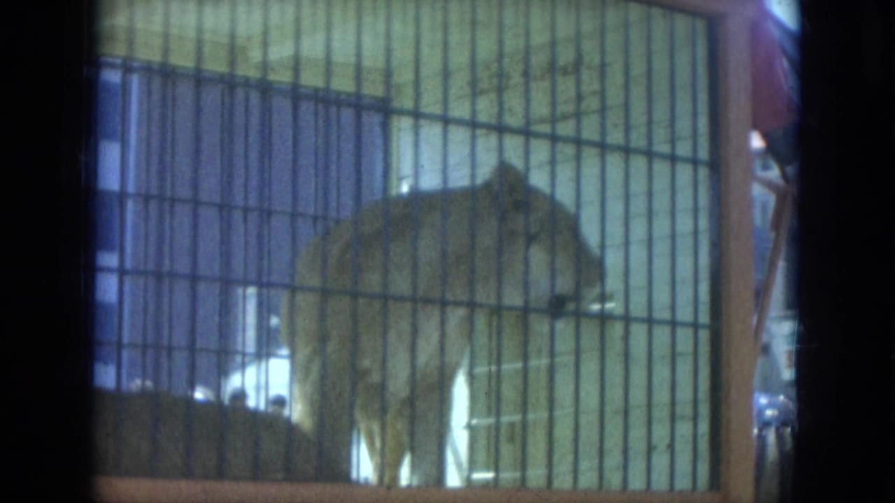 A big cat stands behind vertical bars in a circus cage.