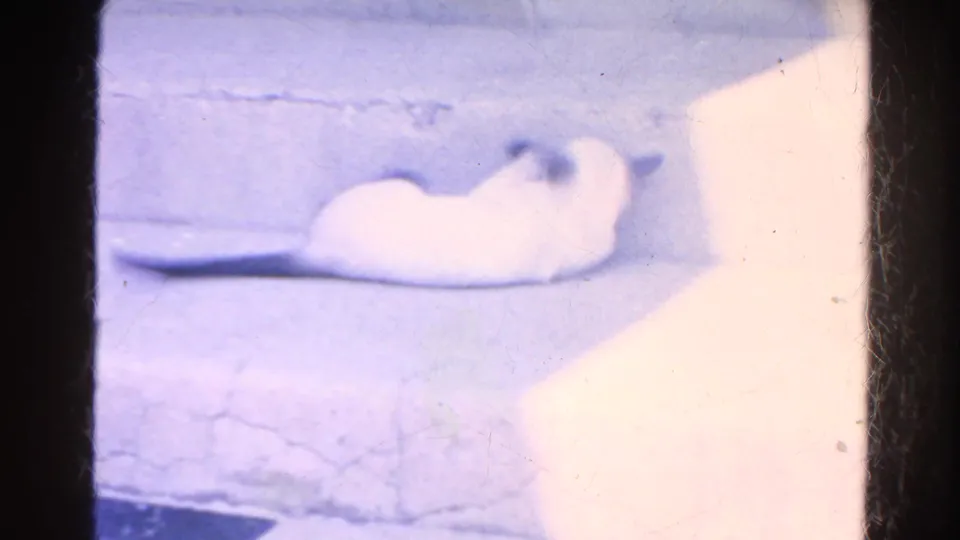 A white cat lies on concrete steps, filmed in soft focus after the outdoor greeting scene in the 1966 home movie.