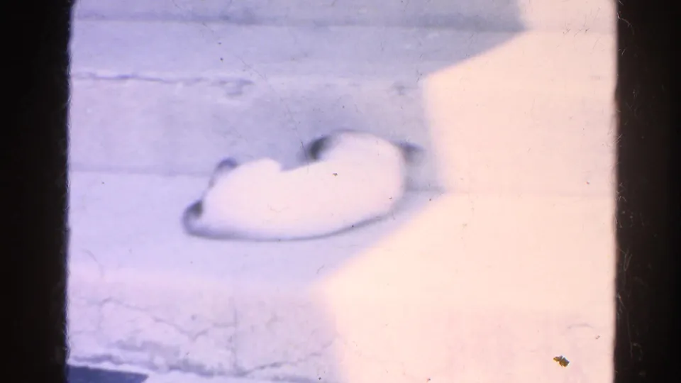 The final frame holds on the white cat resting on concrete steps, with bright exposure and soft 8mm home-movie texture.