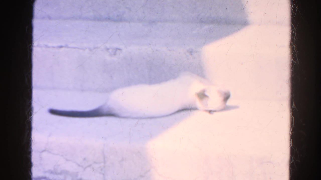 Siamese kitten stretched low on a sunlit patio in 1966 Silver Lake home-movie footage.