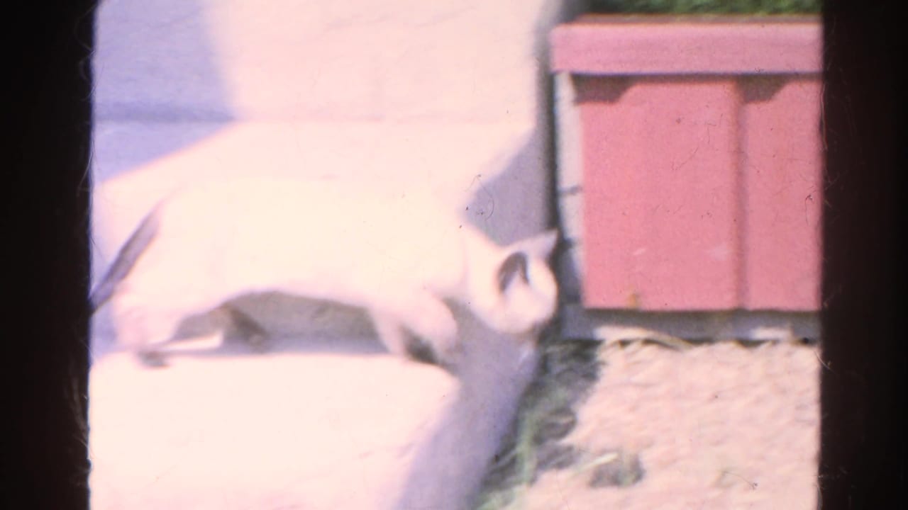 Siamese kitten crouching near a pink wooden structure on a patio step.