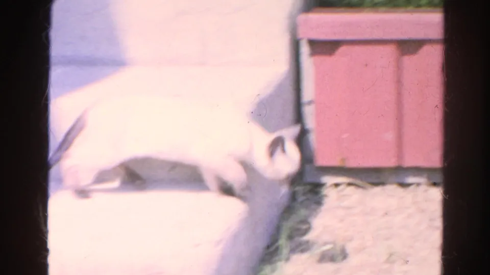 Siamese kitten moves along a light stone step beside a pink wooden structure in Silver Lake, California.