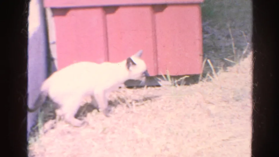 Siamese kitten steps through dry grass near a painted pink wooden structure in faded 8mm footage.