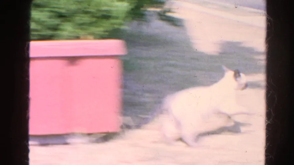Siamese kitten runs across the bright patio near a pink box or planter in 1966 Silver Lake footage.