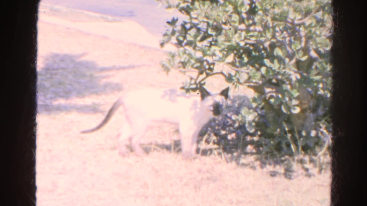A pale white cat stands near a leafy shrub in overexposed 1966 8mm home-movie footage from Silver Lake.