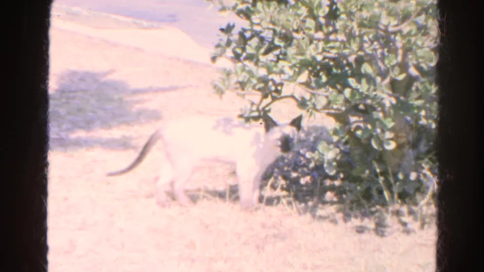 A pale white cat stands near a leafy shrub in overexposed 1966 8mm home-movie footage from Silver Lake.