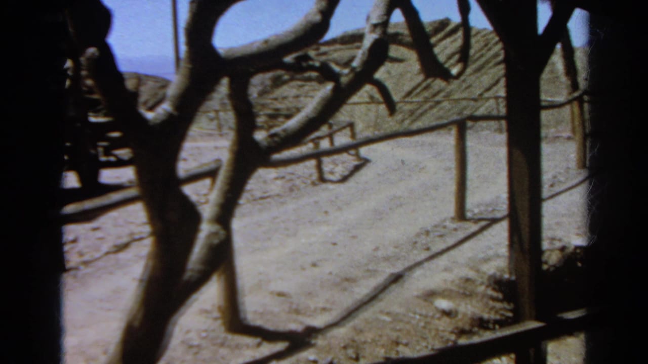 Wooden carriage partly obscured by bare branches on a dusty roadside.
