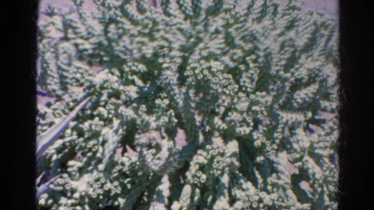 Close 8mm frame of dense cactus branches and pale spines in the Silver Lake, California footage.