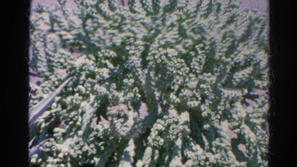 Close 8mm frame of dense cactus branches and pale spines in the Silver Lake, California footage.