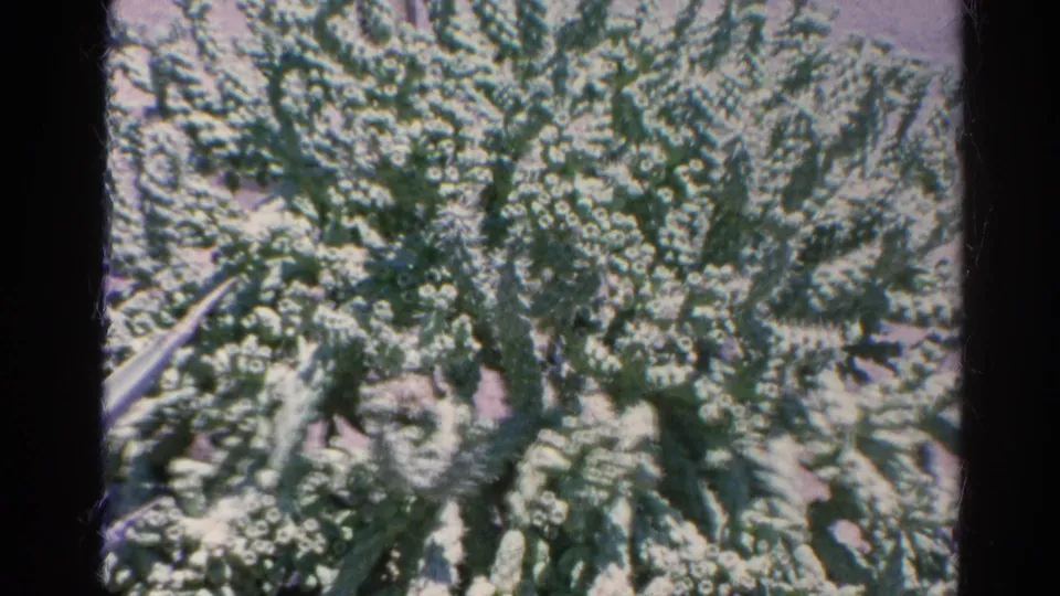 1966 home-movie close-up of a cactus mass, with spiky branches filling most of the frame.