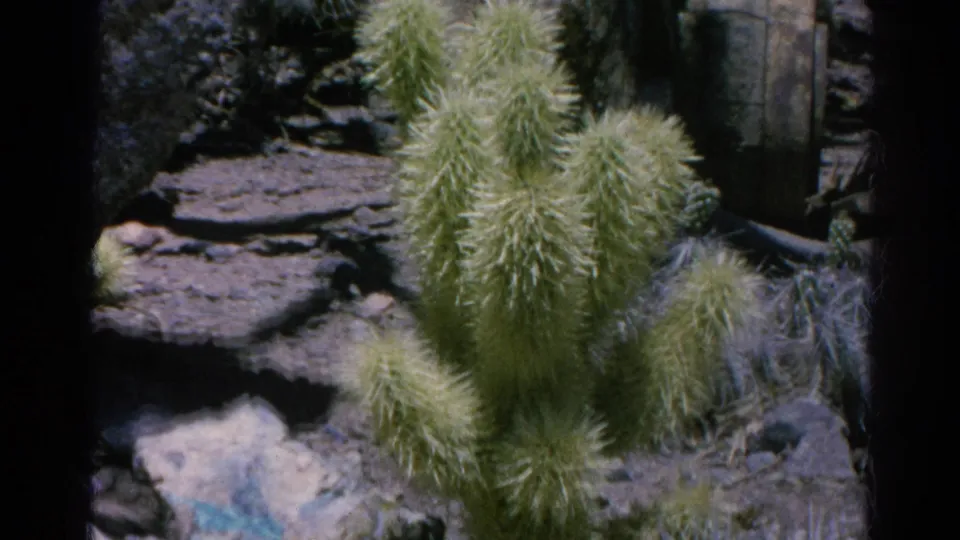 Silver Lake 1966 frame showing tall fuzzy cactus growth beside rocks and surrounding desert garden vegetation.