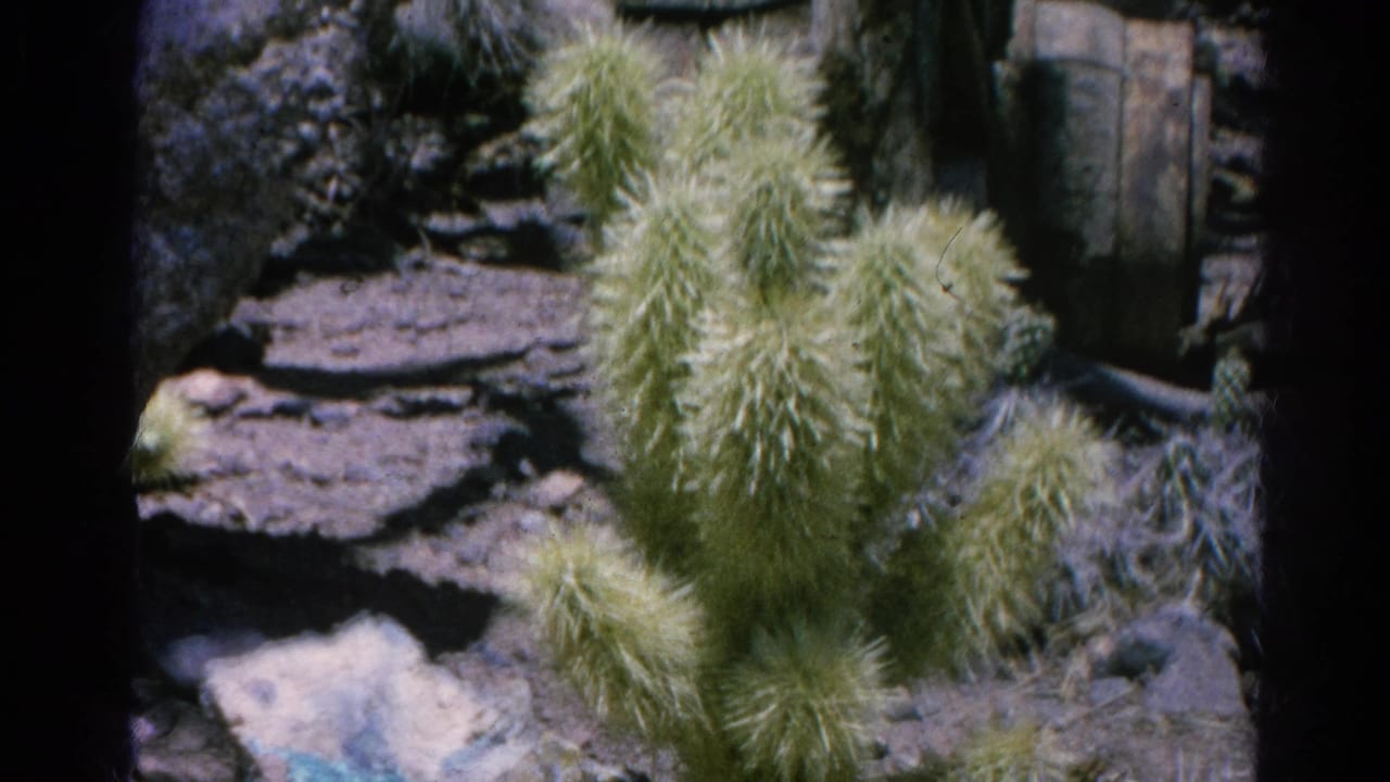 1966 Silver Lake 8mm frame showing a fuzzy green cactus in rocky dry garden terrain with shadowed background detail.