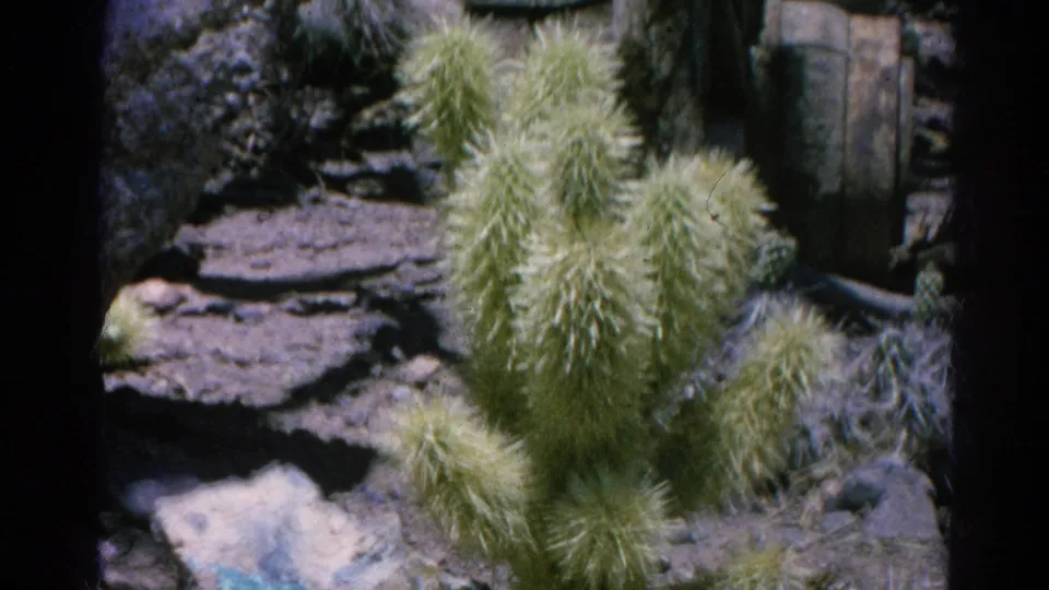 1966 Silver Lake 8mm frame showing a fuzzy green cactus in rocky dry garden terrain with shadowed background detail.