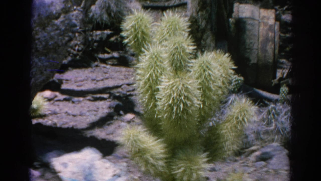 Fuzzy cactus cluster in rocky terrain with a dark garden edge.