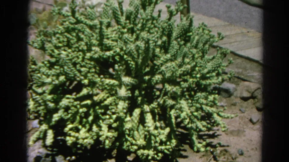1966 Silver Lake 8mm frame showing a dense segmented cactus plant near paving, stones, and dry garden soil.